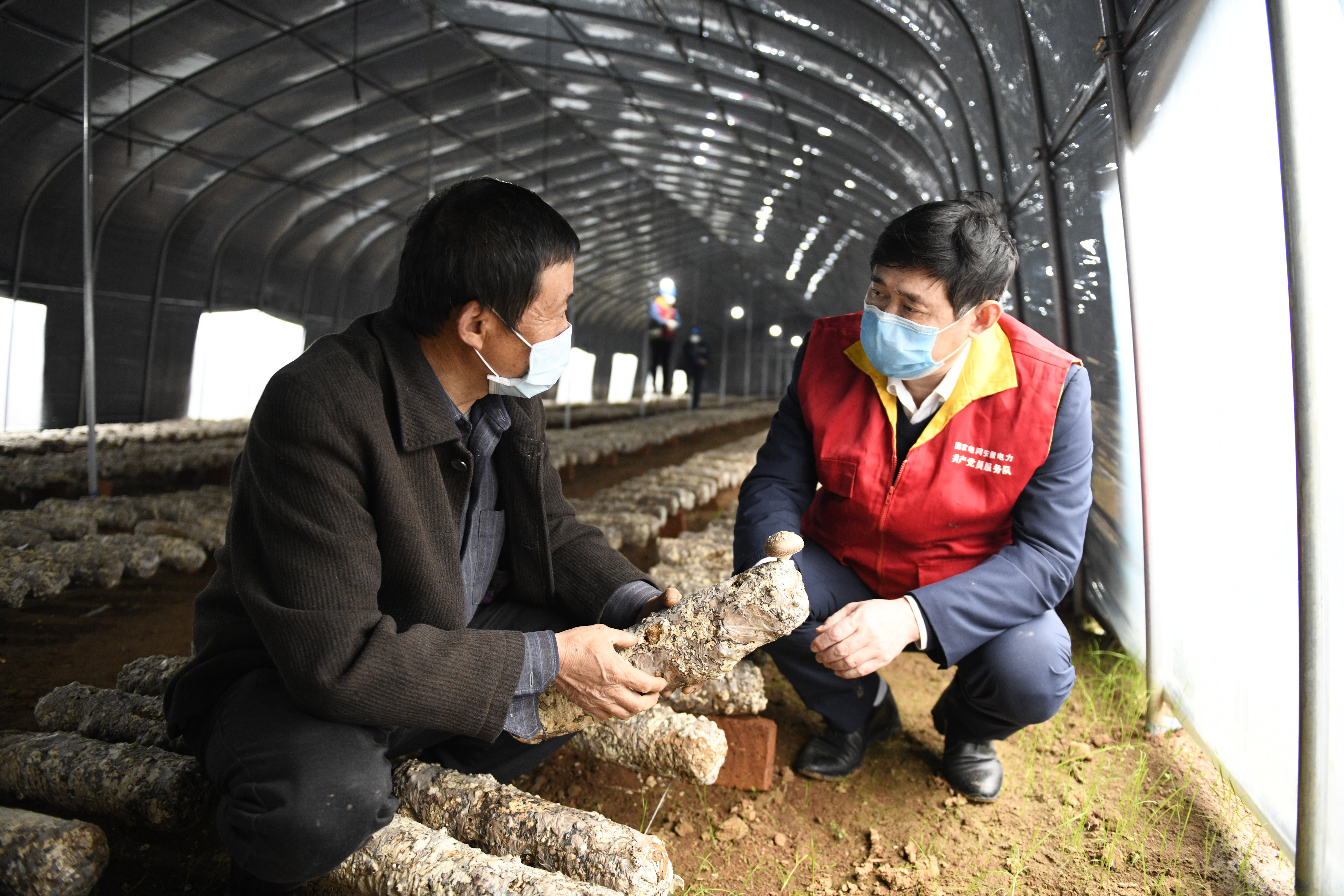 3月12日，在安徽省铜陵市郊区陈瑶湖镇虾溪村蘑菇种植扶贫大棚，驻村扶贫工作队队长杨曙光正在了解蘑菇长势。 (4).JPG